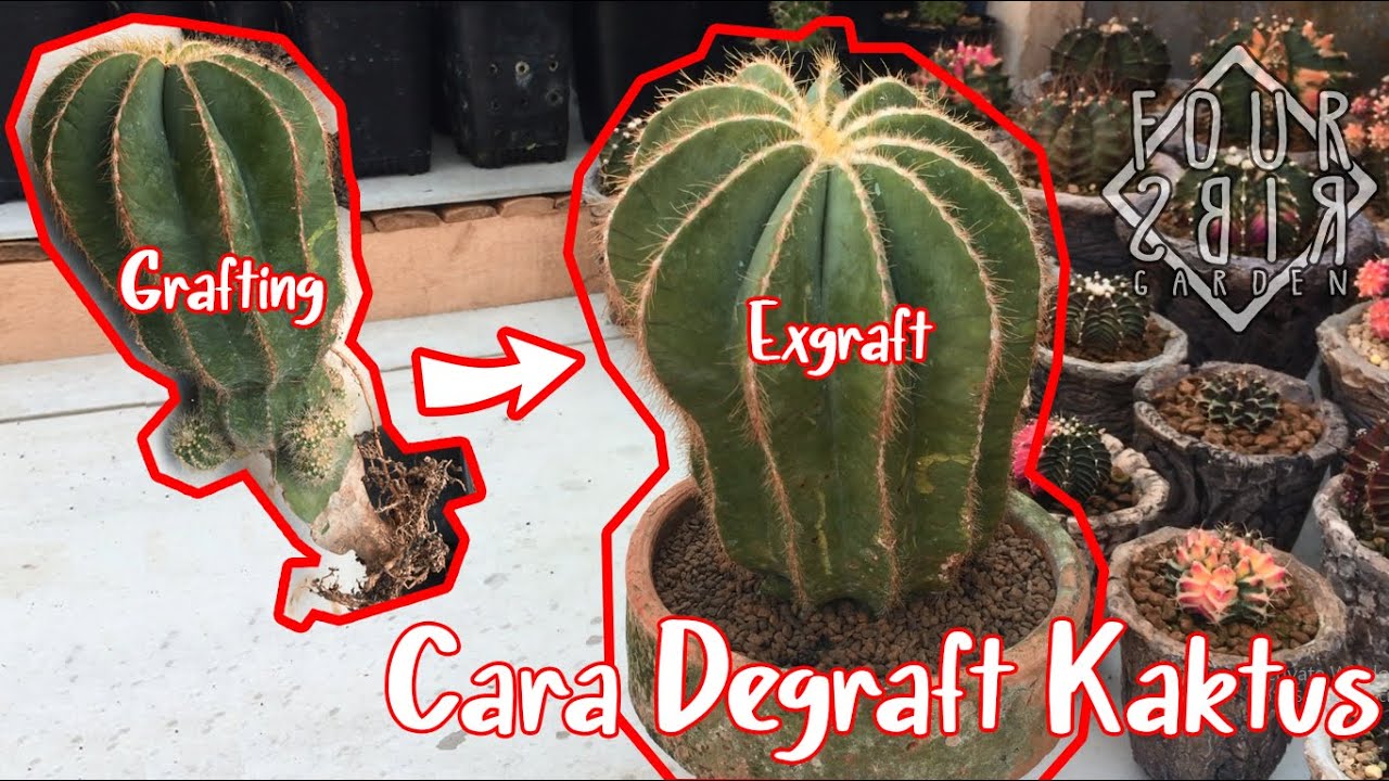 Cara Mengubah Kaktus Grafting Jadi Ownroot - Degraft