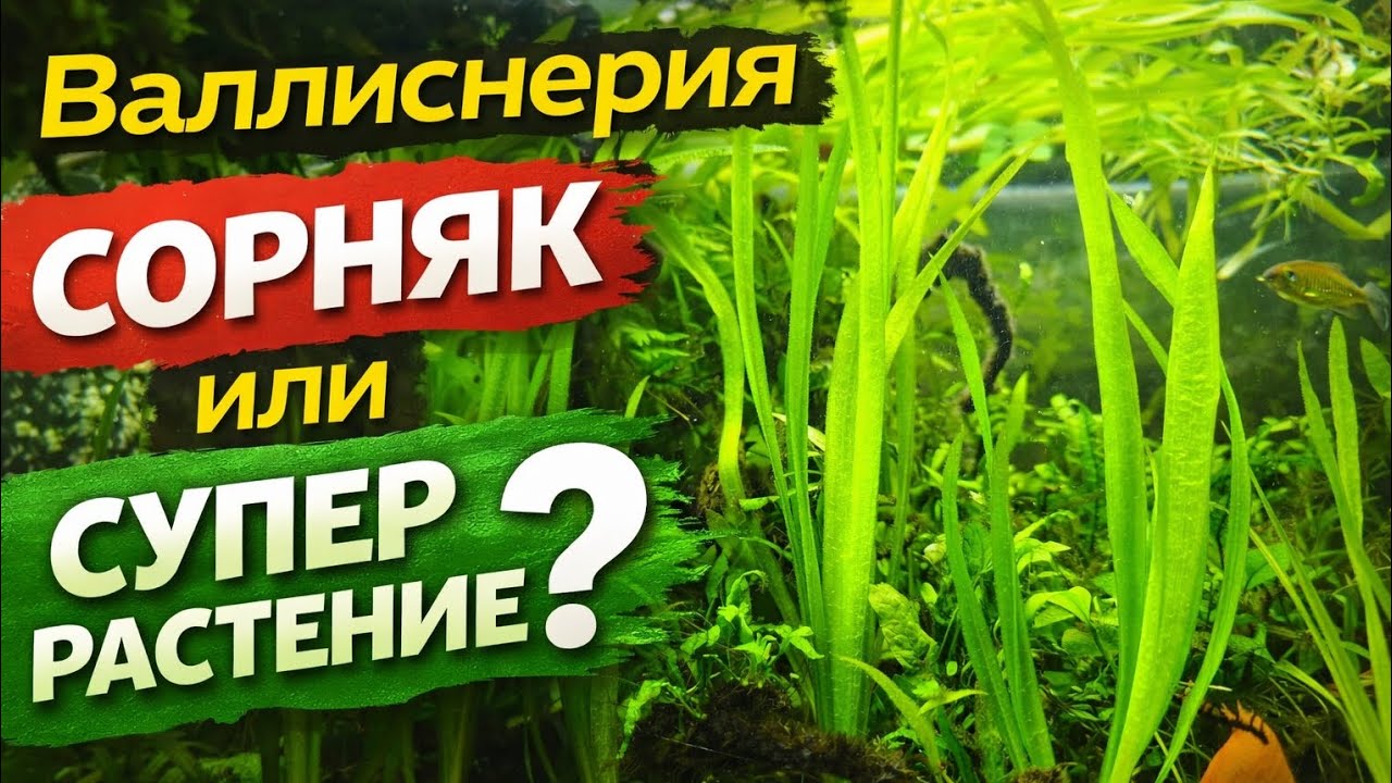 Валлиснерия — сорняк или лучший индикатор аквариума?