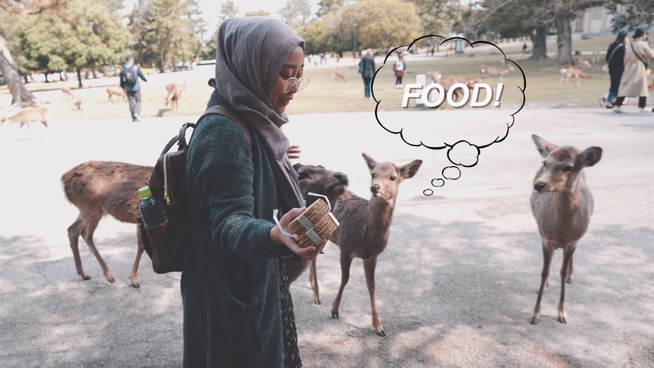 Oh, Deer! | Mini-Adventures in Nara & Kyoto (Muslim Japan Travel Vlog)