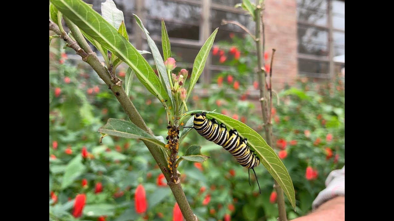 Aphids on Milkweed Plants