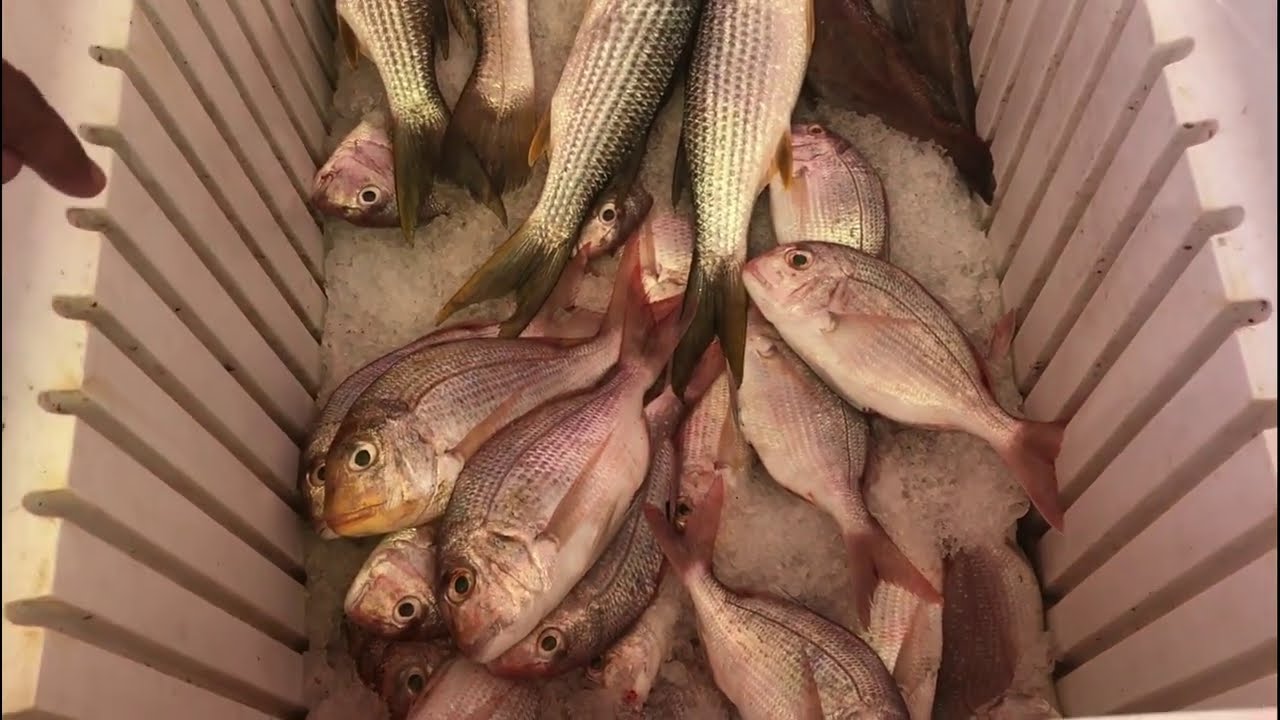 Visiting Tanji Fish Market in The Gambia