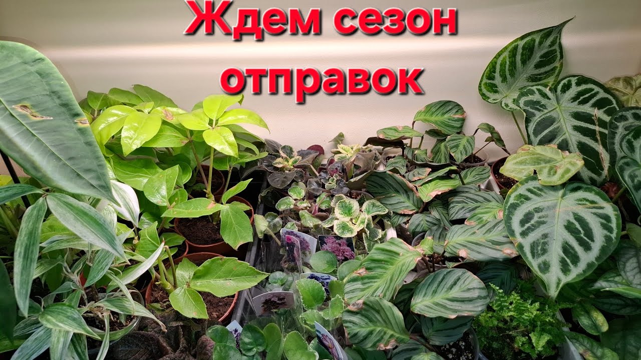 Первый мини-обзор в магазине.  Видео от 06.03.2026г.