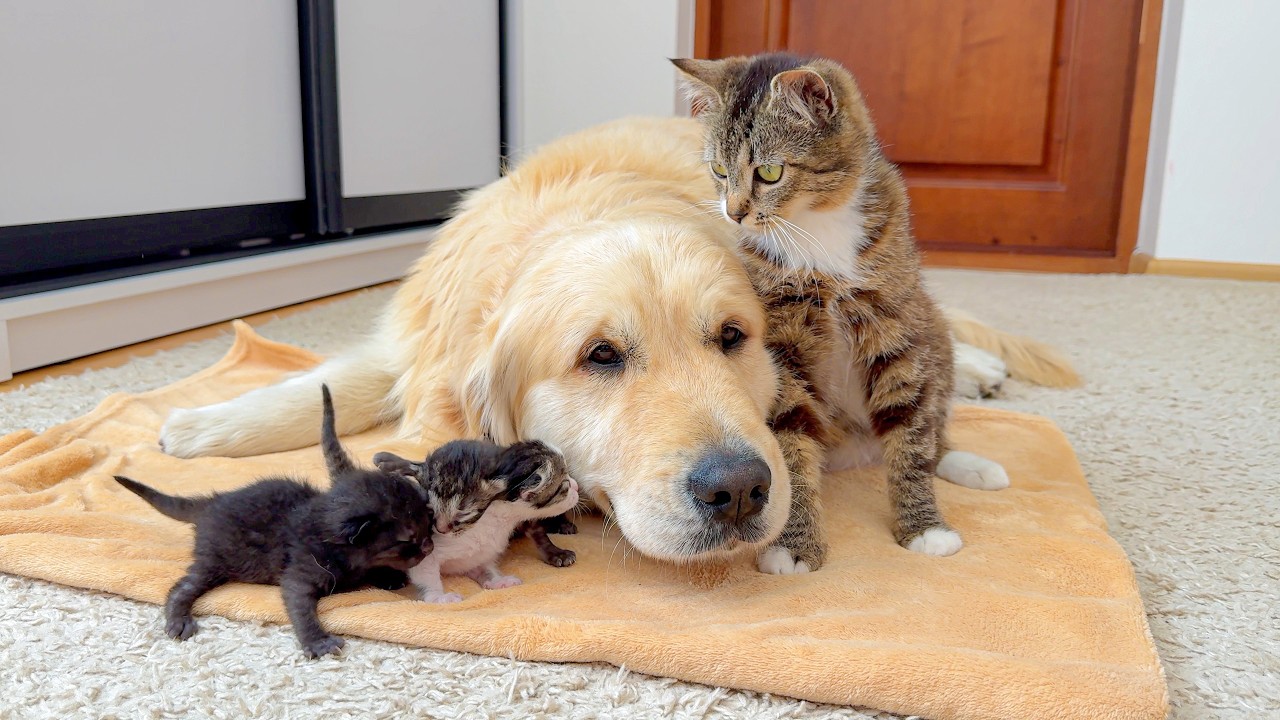 Mother Cat Completely Trusts Her Tiny Kittens to a Gentle Golden Retriever