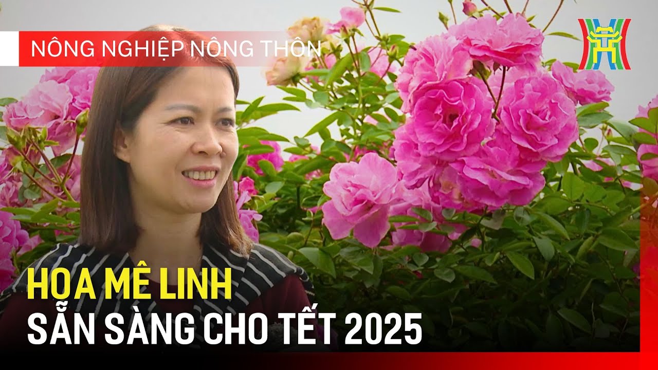 Vùng hoa Mê Linh sẵn sàng phục vụ Tết 2025 | Nông nghiệp nông thôn