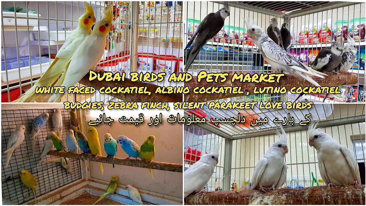 Dubai Birds and Pets Market | White Faced Cockatiel, Albino Cockatiel, Lutino Cockatiel, Budgies