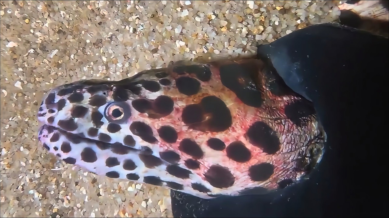 Live 🟢 –Seafood Hunting Pro Skill - Learned！🦀🌊#diving  #fishing #hunting #shorts