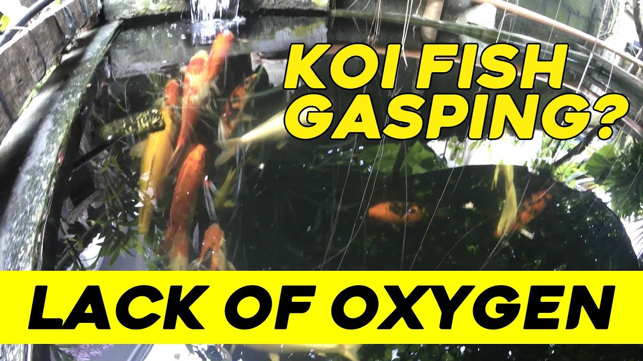 My Koi's gasping for air?