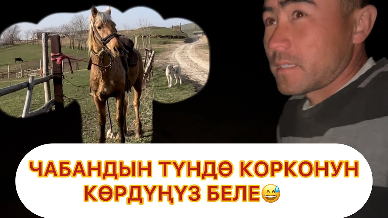 Чабан эчкилерин жоготту