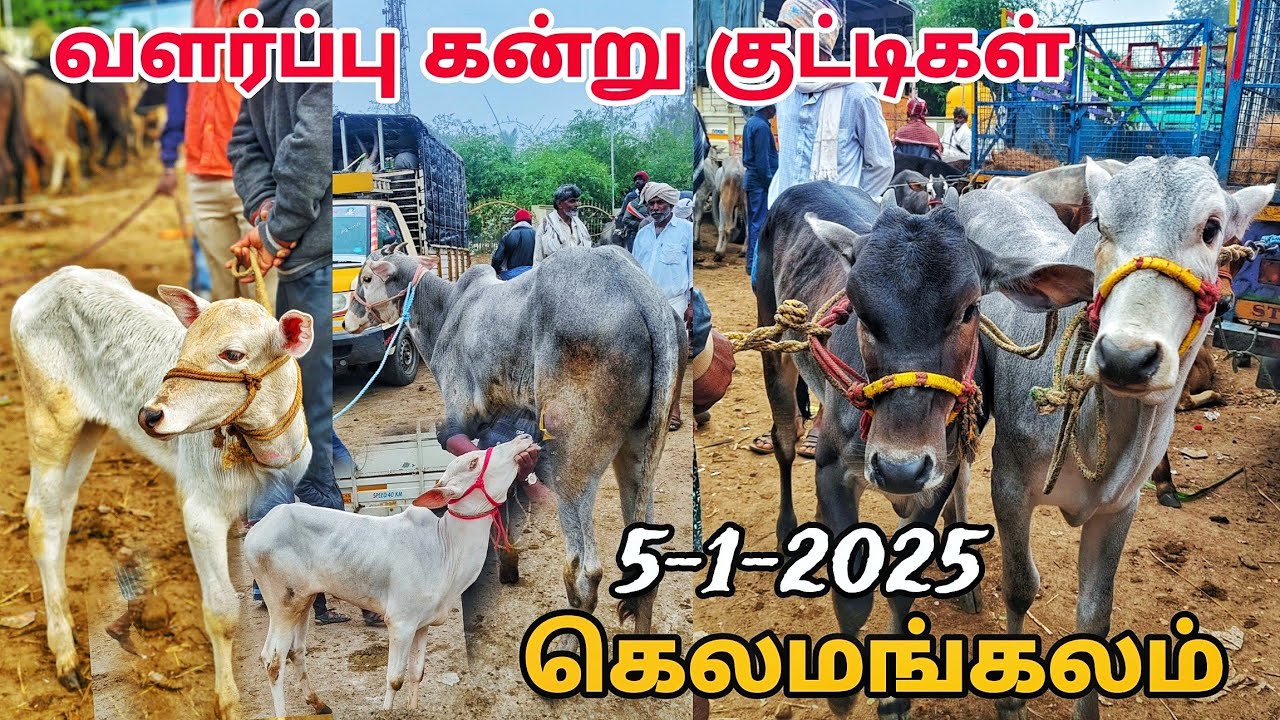 5-1-2025 kelamangalam mattu santhai வளர்ப்பு கன்று குட்டிகள் கெலமங்கலம் மாட்டு சந்தை 🥰