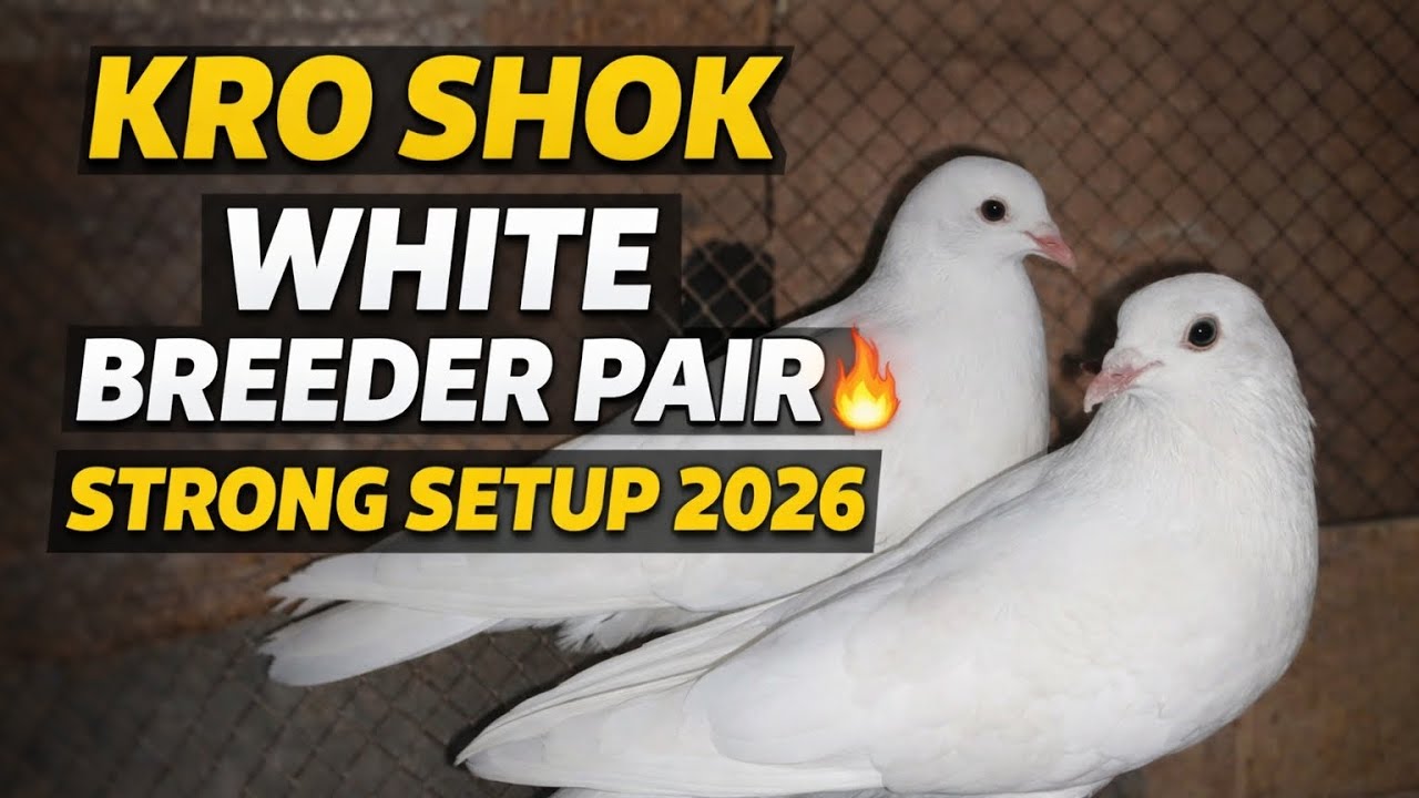 Kro Shok White Pair Breeder Setup | High Quality Kabootar | Piegeonlover5572