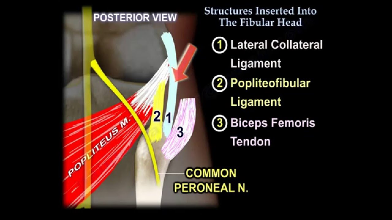 Structures Inserted Into The Fibular Head  - Everything You Need To Know - Dr. Nabil Ebraheim