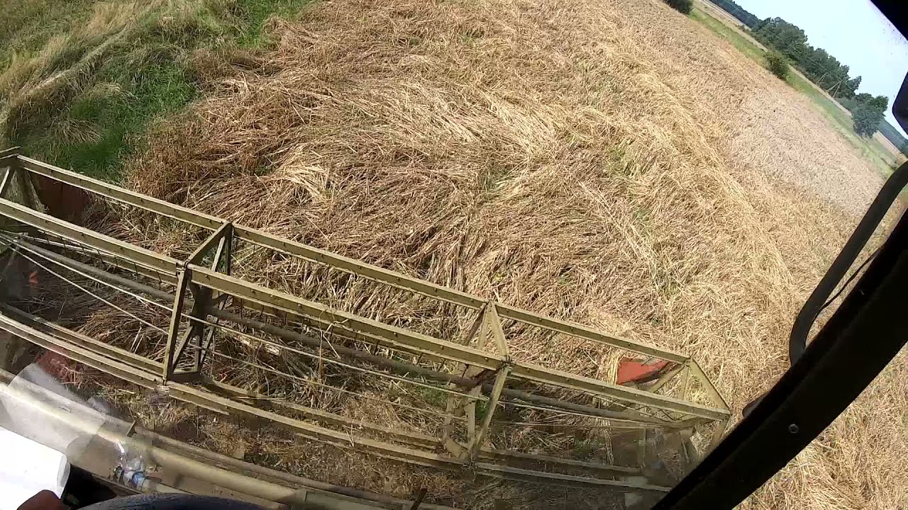 Kolejne podejście do owsa. Fortschritt daje w kość.