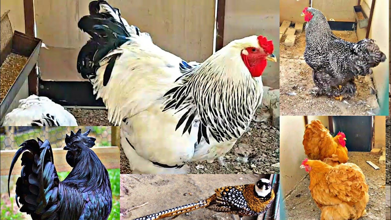 30 XILDAN ORTIQ DEKARATIV TOVUQ VA QUSHLAR SOTILADI BRAMA QORASHAG'ZODA FAZAN