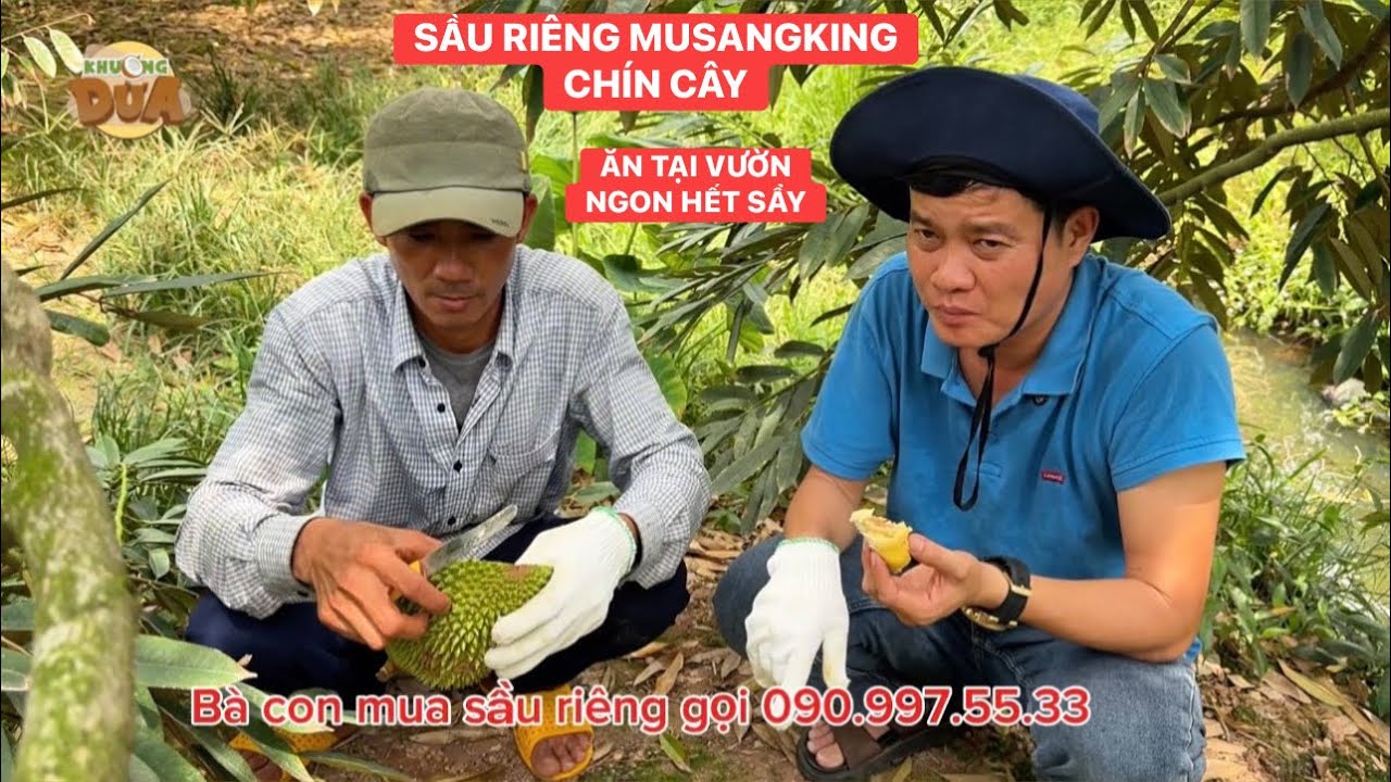 Khương Dừa đi cắt sầu riêng MusangKing khoái nhất là ăn sầu riêng chín cây tại vườn