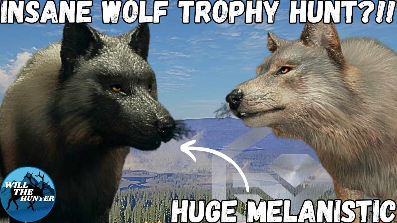 Great One Grind Highlights! Multiple Diamond Wolves + A Melanistic?! TheHunter Call Of The Wild