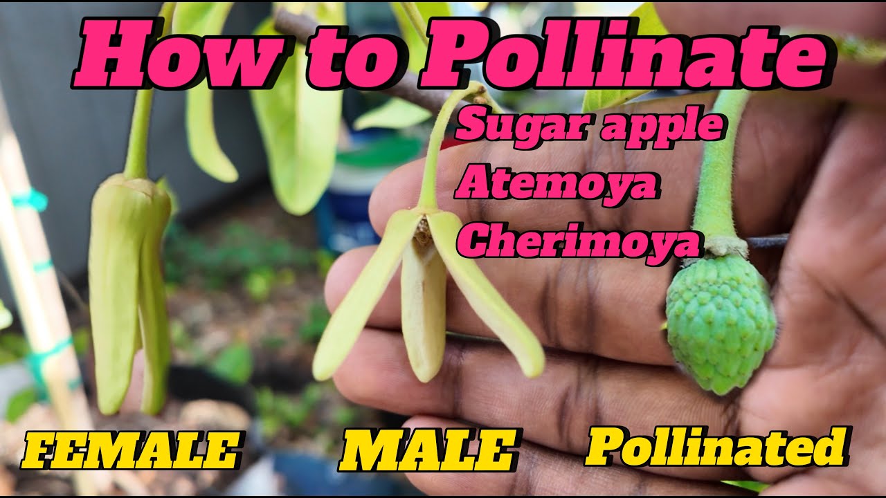 How to Pollinate Sugar Apple, Atemoya & Cherimoya Flowers for Maximum Fruit Set