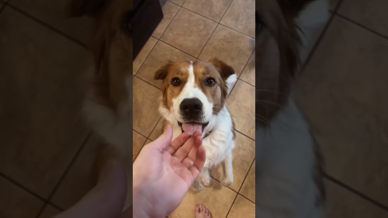 Trick your dog into taking medicine.#funnyvideo #doglover #pet #dog #fyp