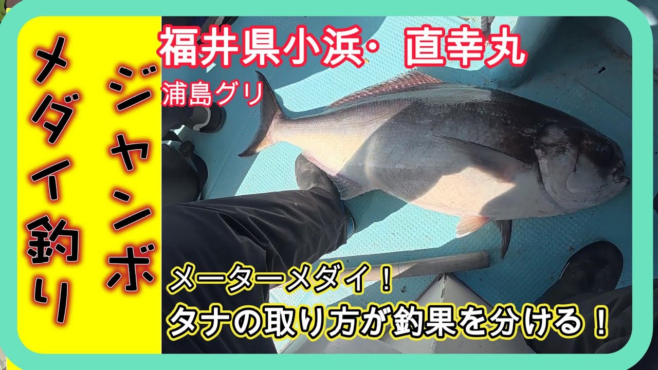 【福井県・小浜・直幸丸】ジャンボ  メダイ釣り　棚の取り方が釣果を分ける！
