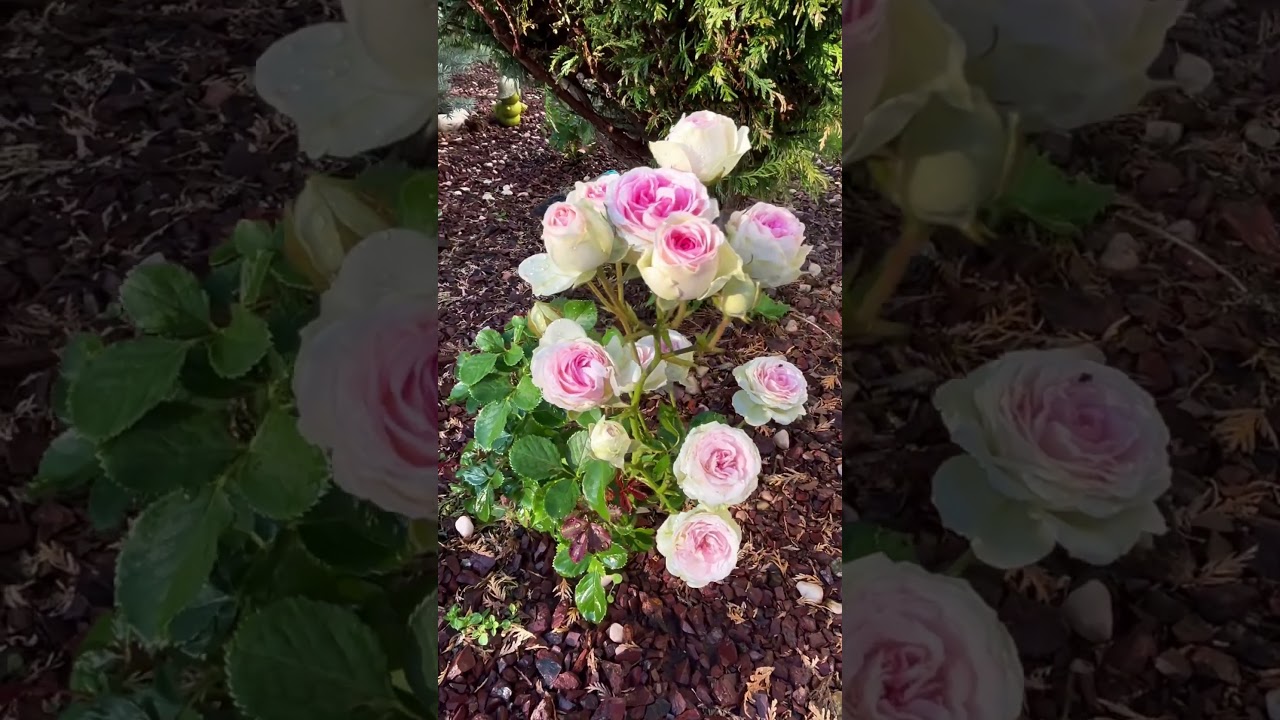 Mimi eden rose, спрей роза мими эден #розарий #цветениероз #mimieden#спрейроза#мимиедэн