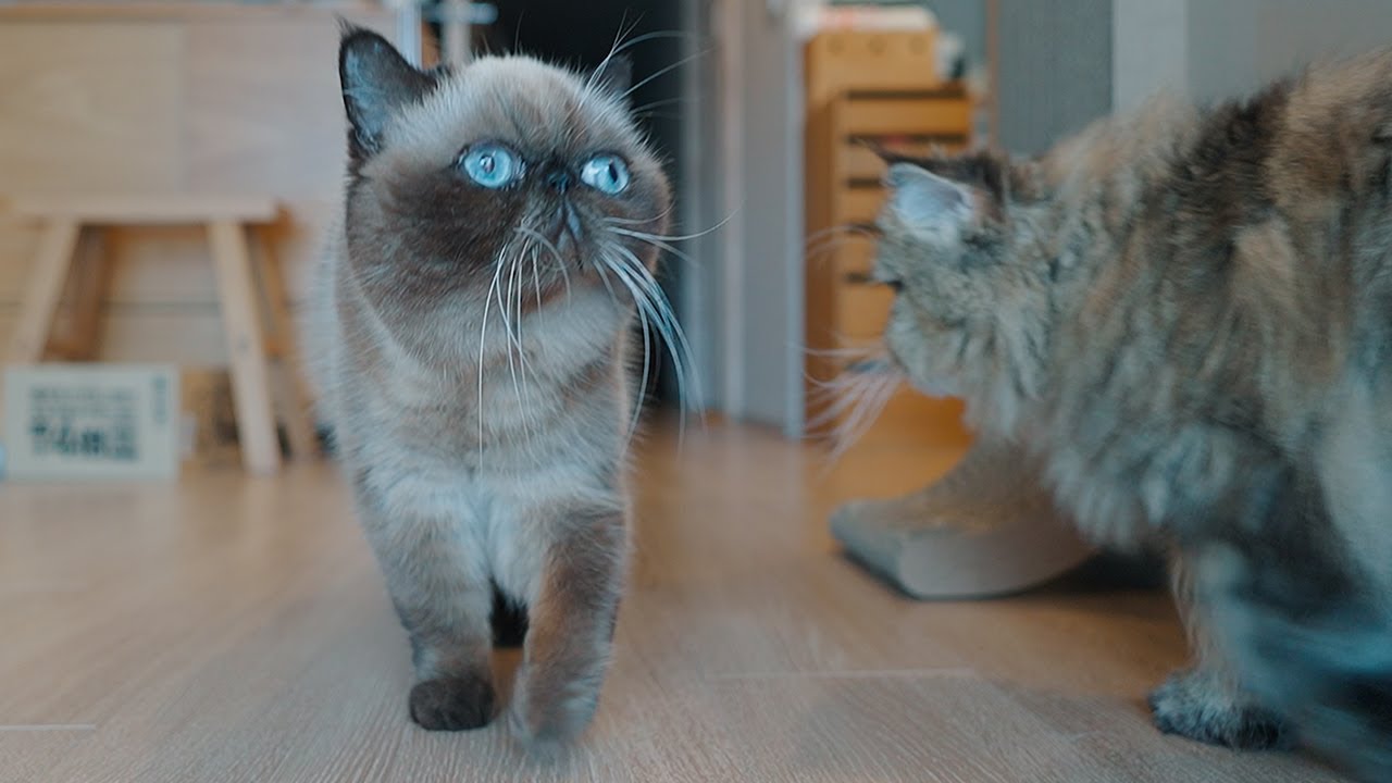 練り歩く猫さん達の朝