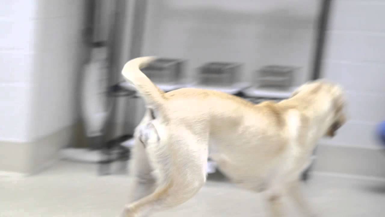 XX Files : The smell test : The working dog center [CLIP]