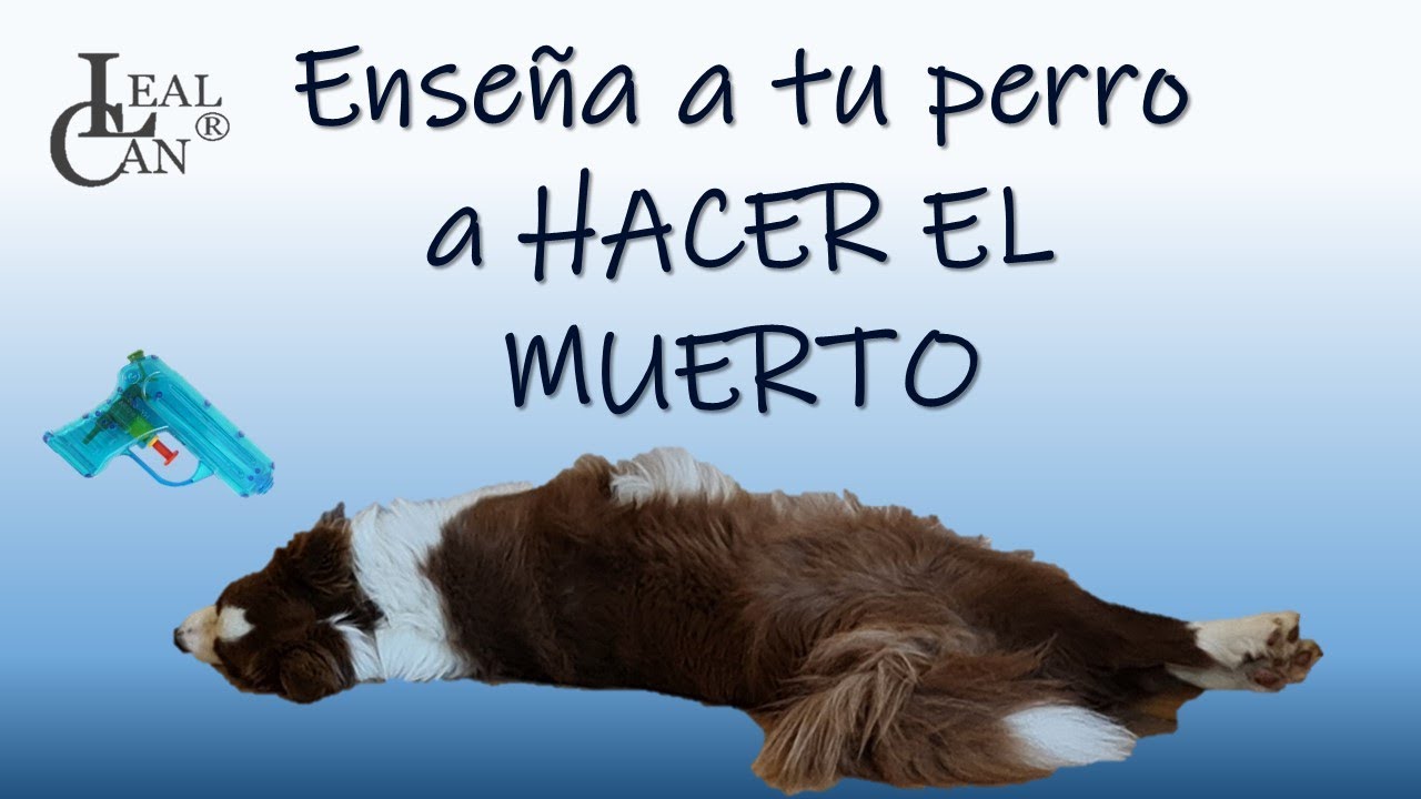 Enseña a tu PERRO la habilidad canina 