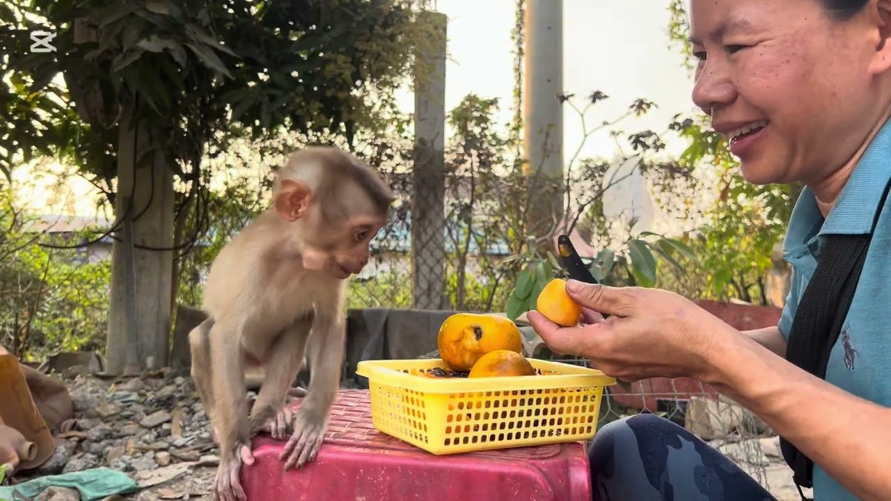 Mary eats persimmon #asmr #mary #monkey #animals