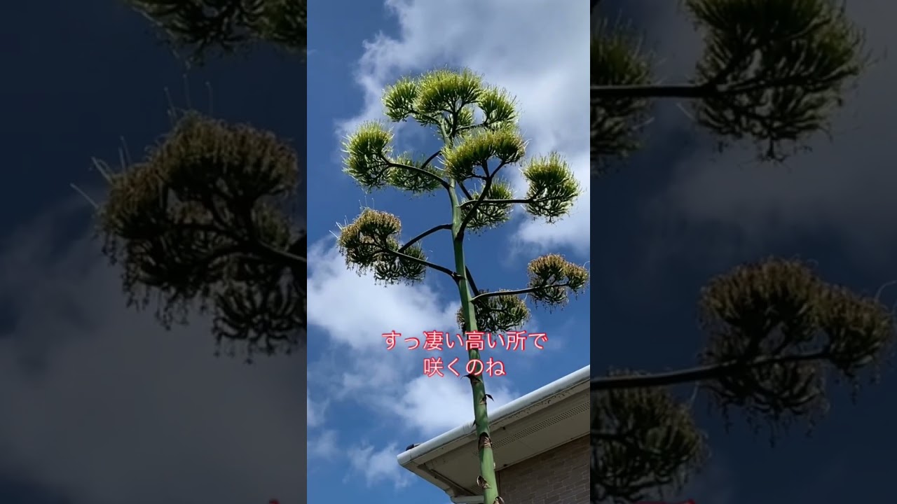 アガベの花