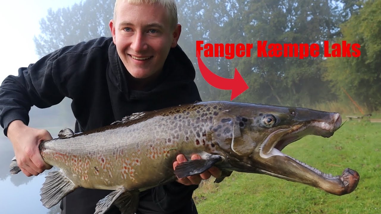 Fanger k&aelig;mpe laks - Put and take fiskeri 