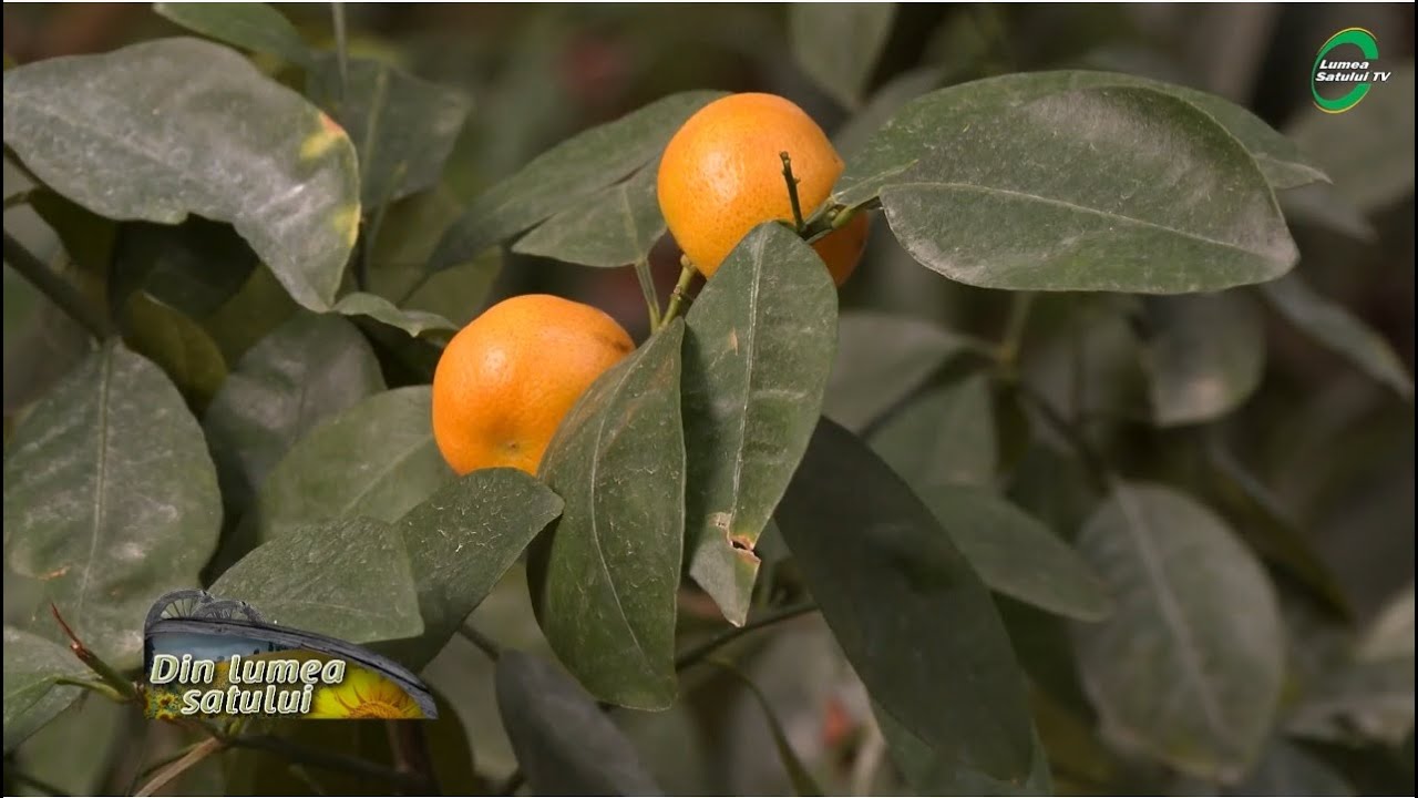 Incursiune în lumea citricelor, Grădina Botanică București