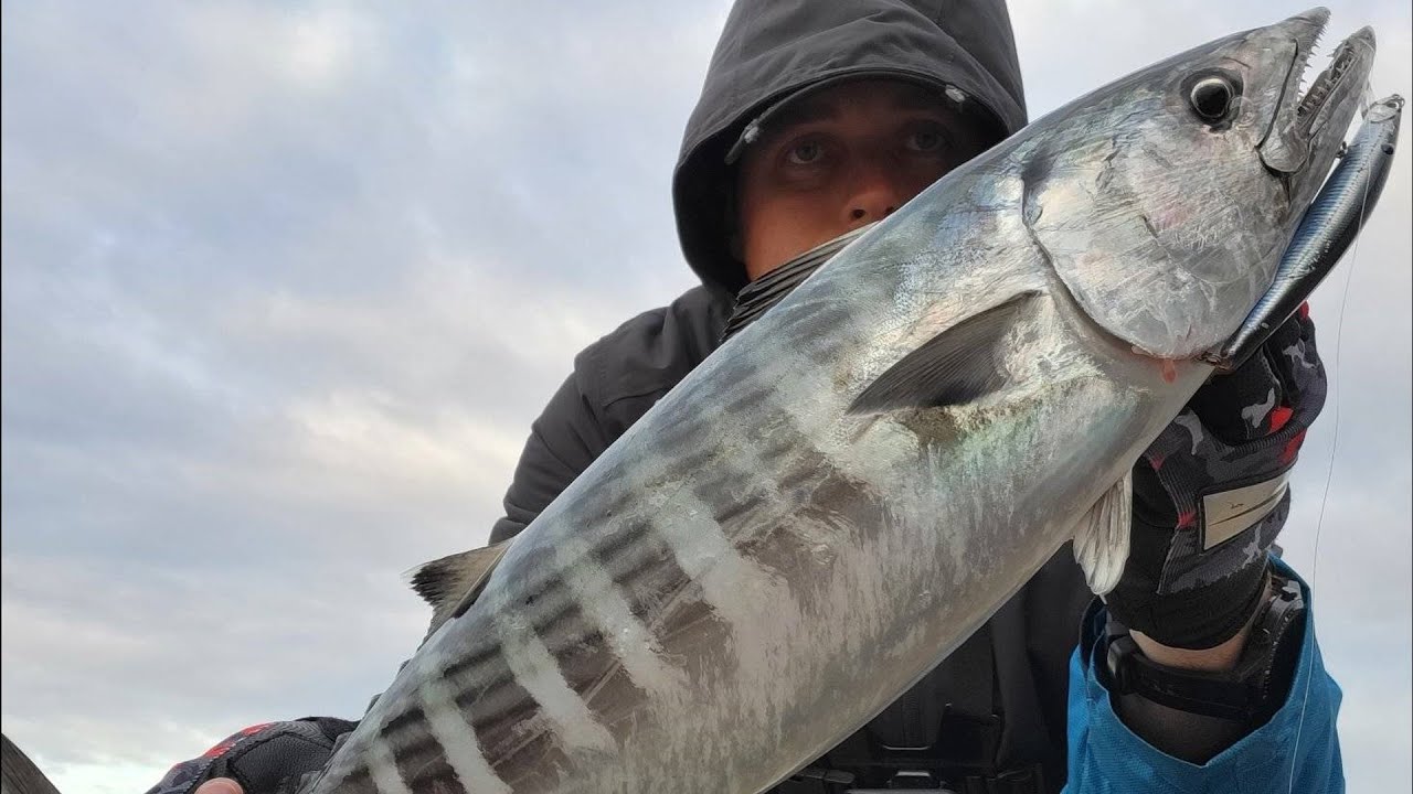 Atlantic Bonito  2.36kg on DUO TDM 120 Adriatic Sea Selce