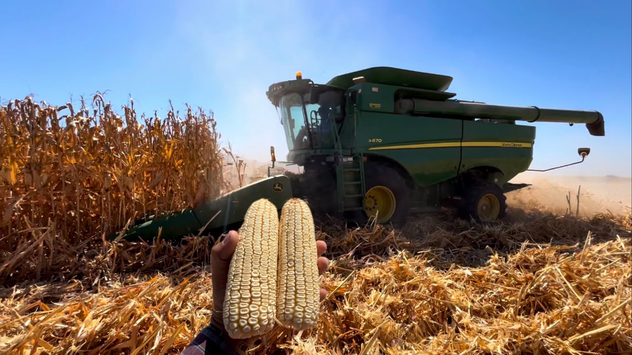 TRILLA DE MAÍZ BLANCO ( 12.5 toneladas X Hectárea ) DeKalb 4050 . AgroSin