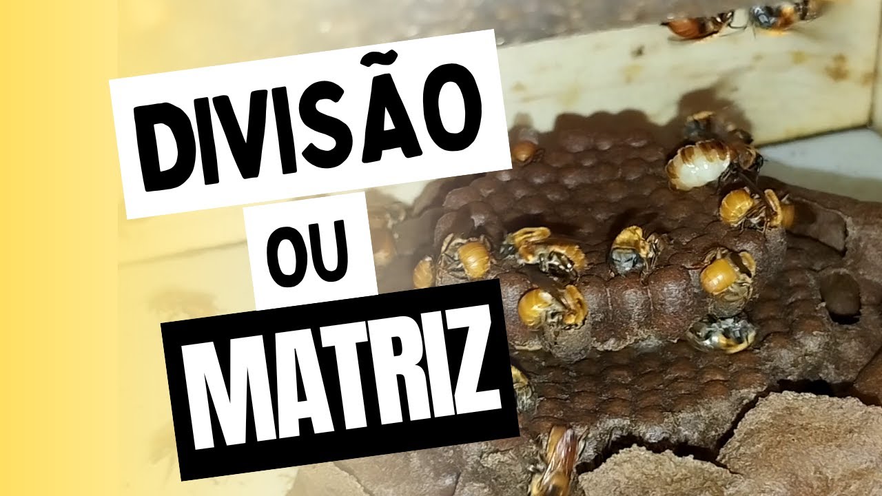 MATRIZ ou DIVISÃO?