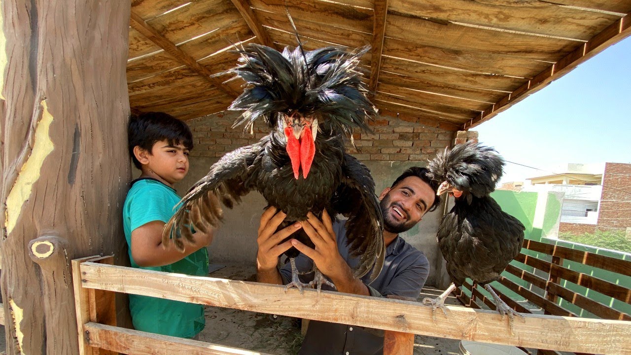 Hmari Stylish Chickens😍