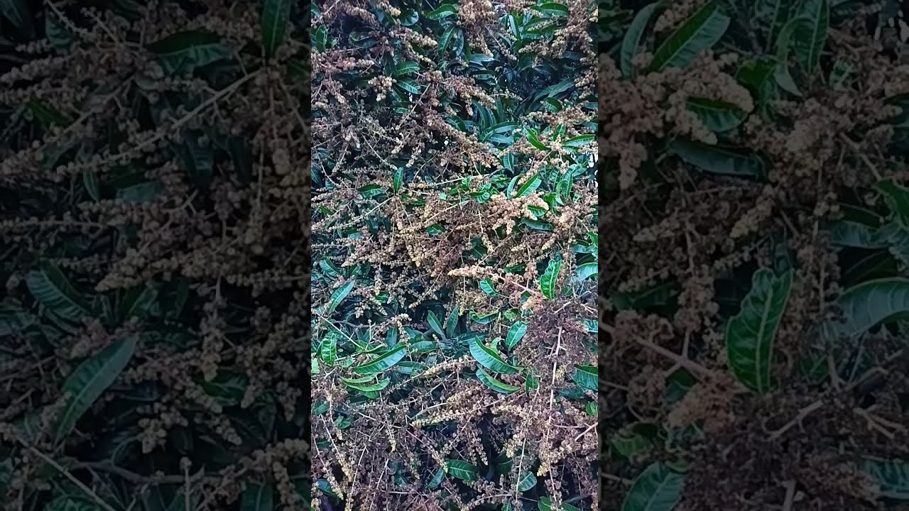 Alert !! Mango Anthracnose Desease Attacked plot Totally Damaged No Fruit Setting