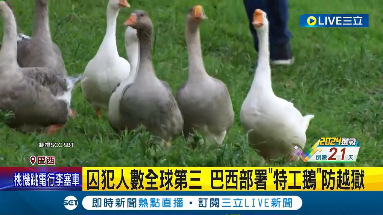難道巡邏警犬要失業了? 囚犯人數全球第三 巴西部署