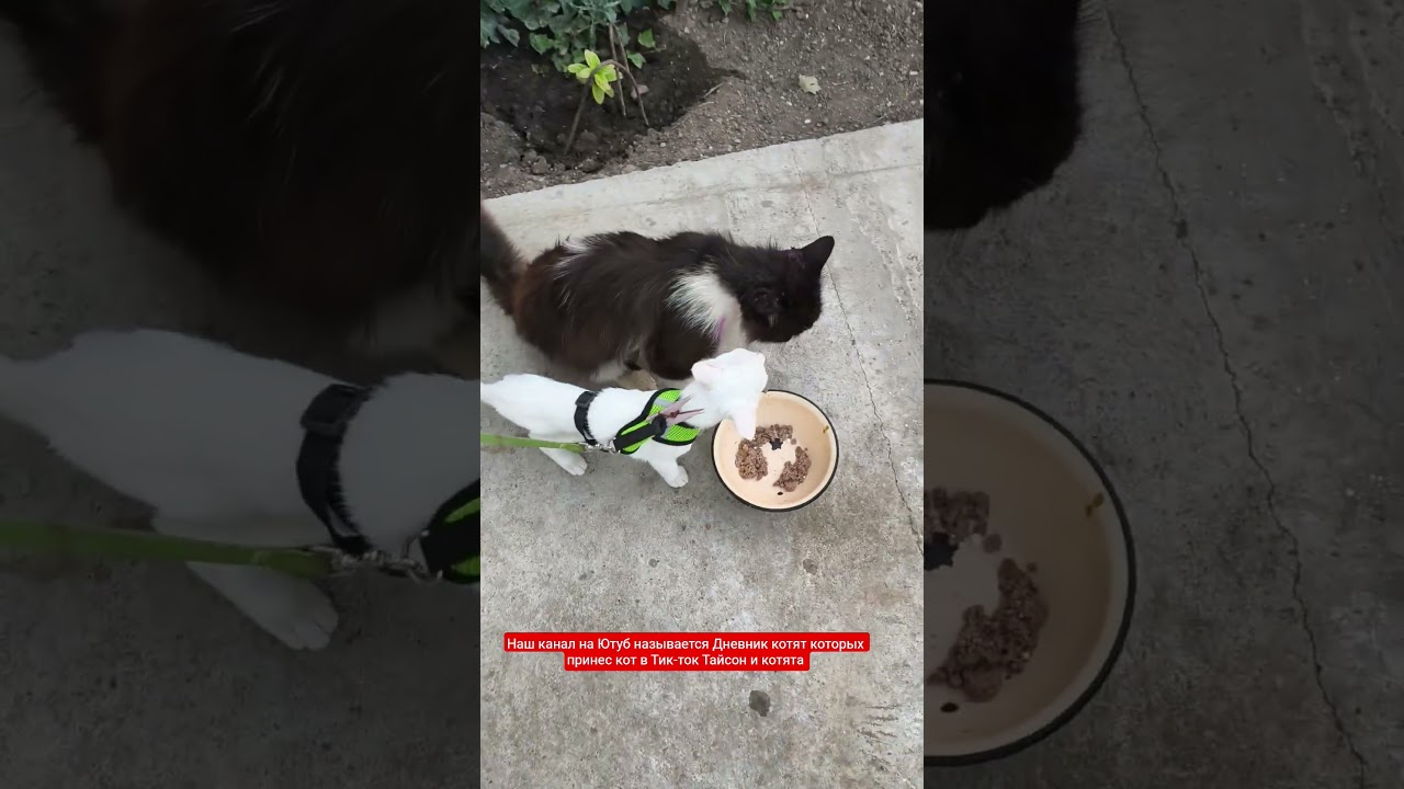 #дневниккотят #cat#новости #котик#животные#кошки #кот #kitten#стрим #крым#выживание#чс#comedy #pets