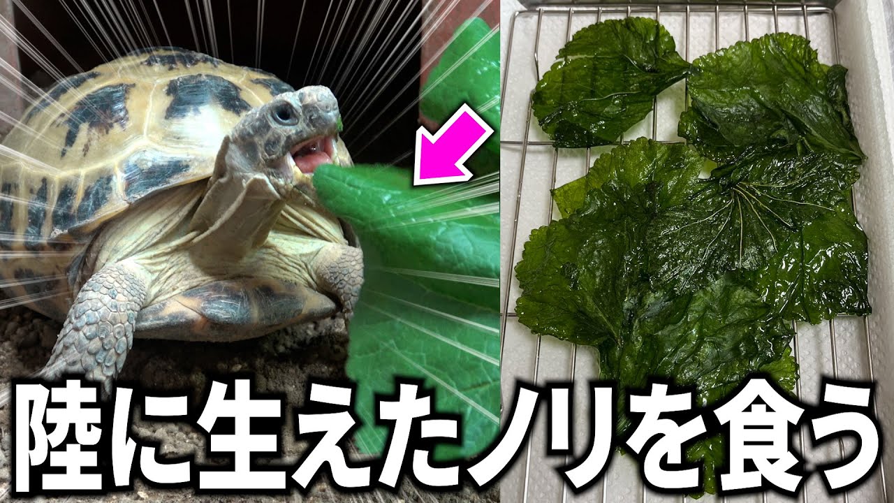 『陸に生えたノリ』をリクガメと一緒に食べてみた