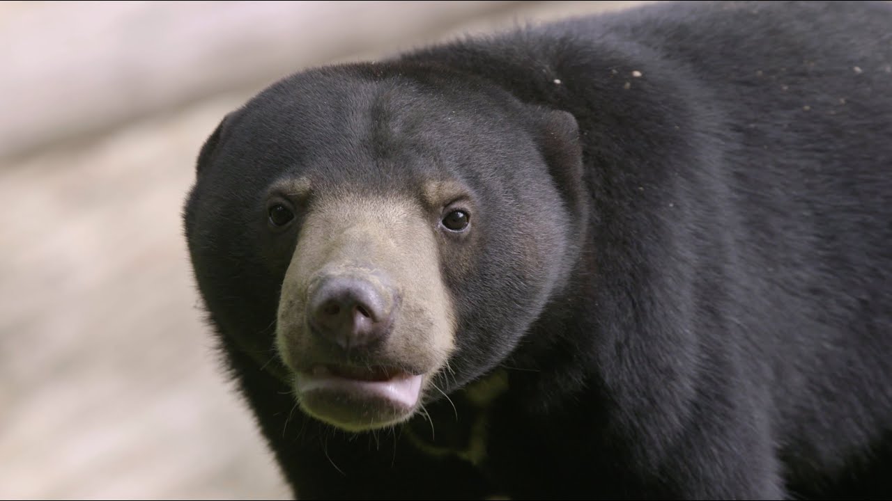 Release of 'Montom', the Rehabilitated Sun Bear