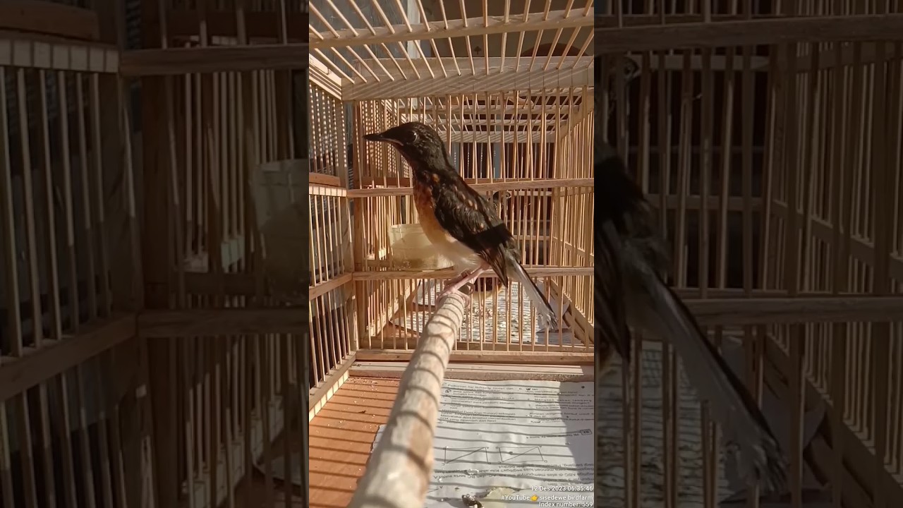 ciri ciri burung murai trotol calon prospek