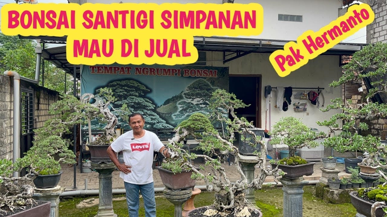 DI JUAL‼️KOLEKSI SANTIGI SIMPANAN , HARGA BISA 📞 0813-8209-7121 @JeckpaeyBonsai91 