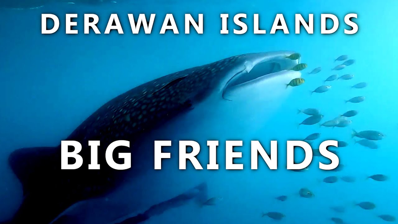 Liveaboard at the Derawan Islands. Season highlights