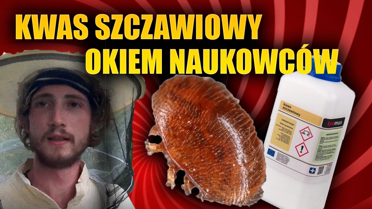 KWAS SZCZAWIOWY BEZWZGLĘDNY MORDERCA !!! Z cyklu Pszczoły i Warroza