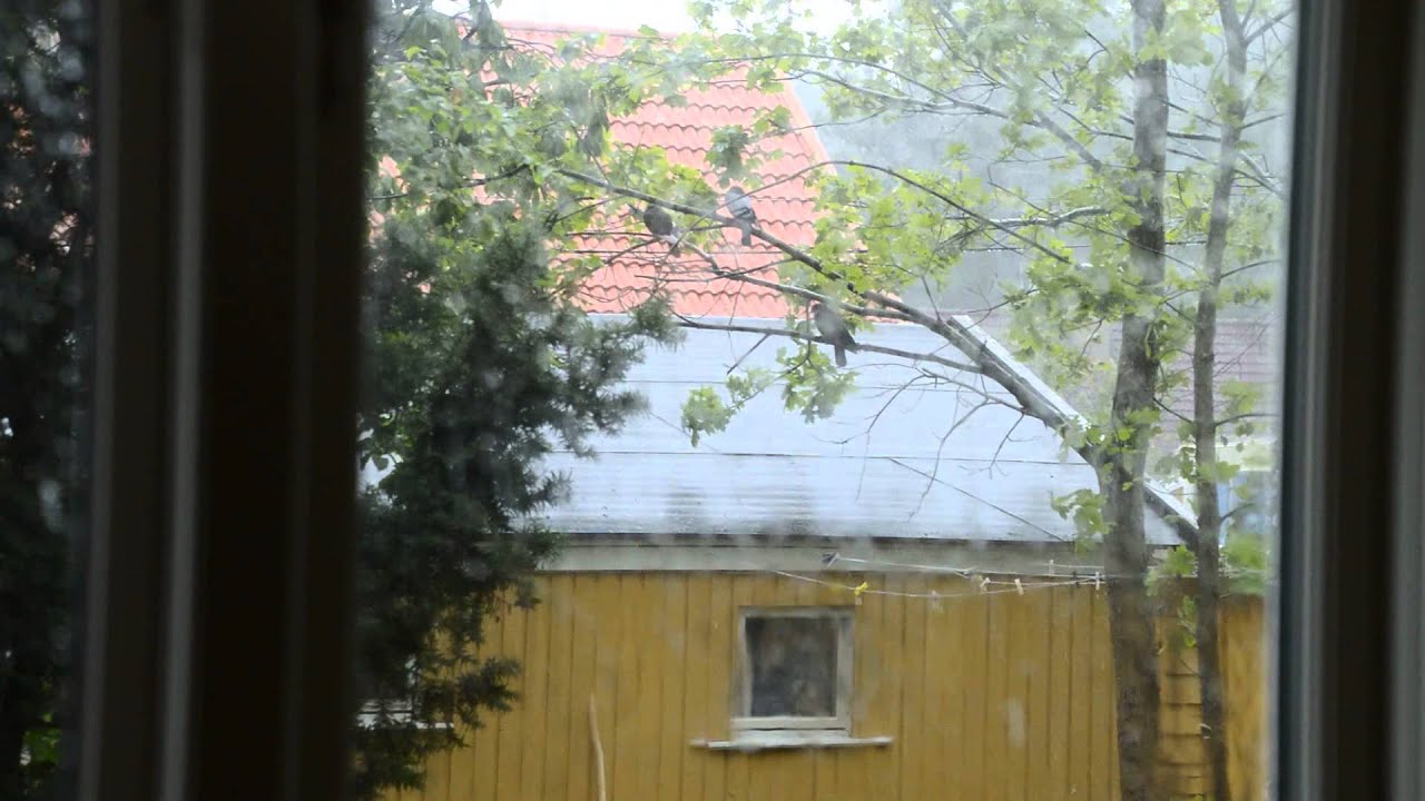 Duvor i regnet - Pigeons out in the rain