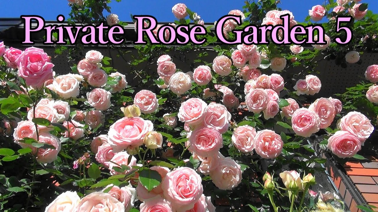 Private Rose Garden 5