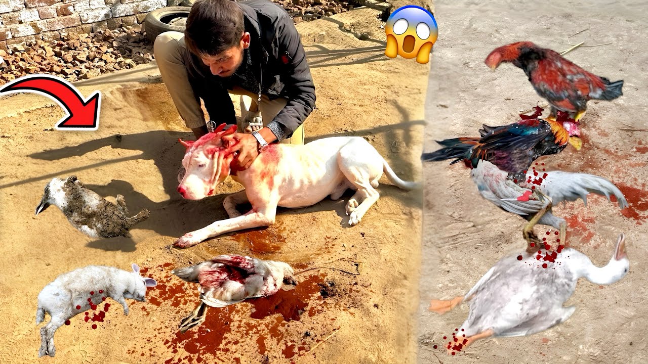 Gabbar Badmash Ny Pet House Mian Tabahi Macha Di