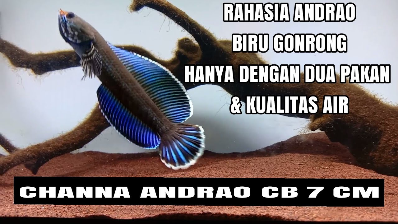 channa andrao biru gondrong hanya dengan 2 pakan