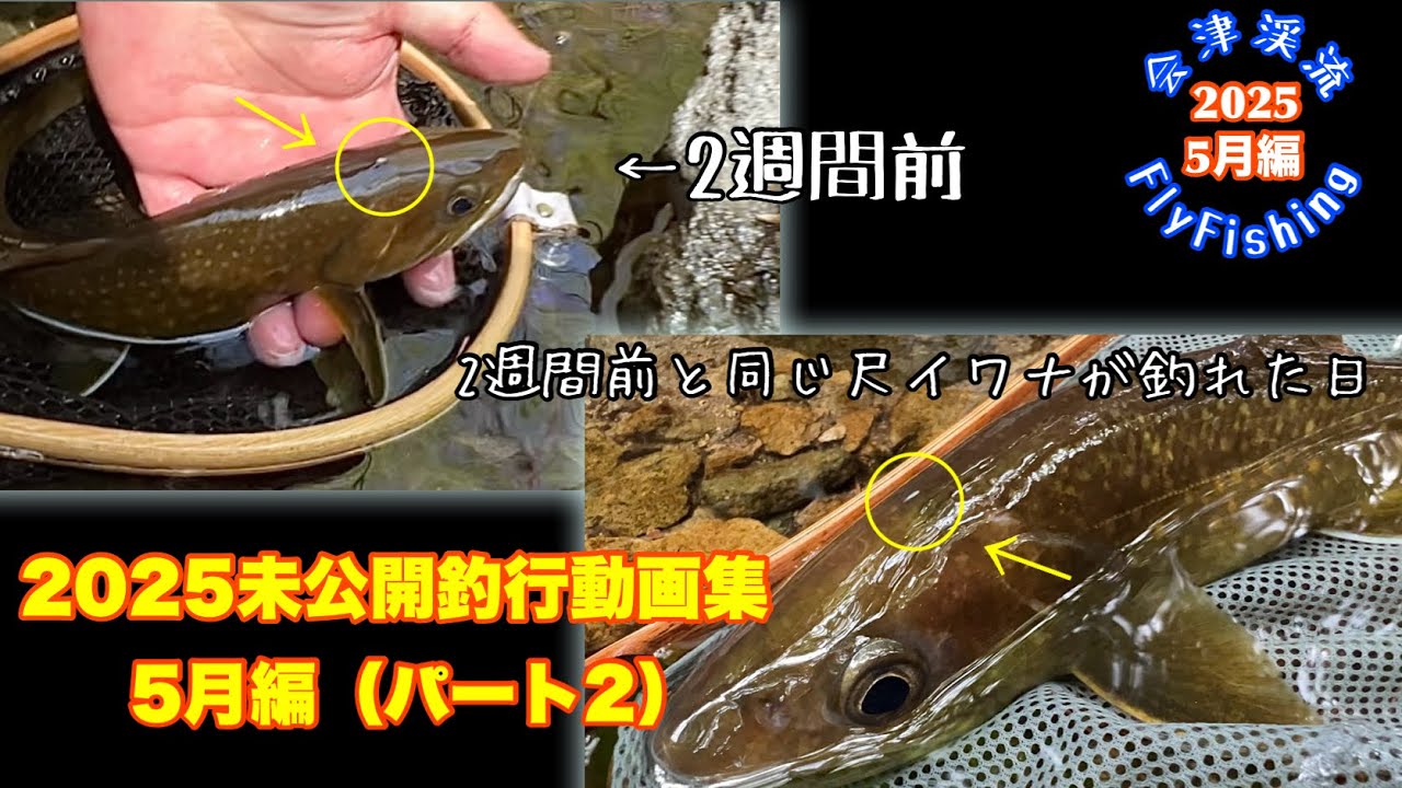 【会津渓流FlyFishing】2025未公開釣行動画集 5月編（パート2）