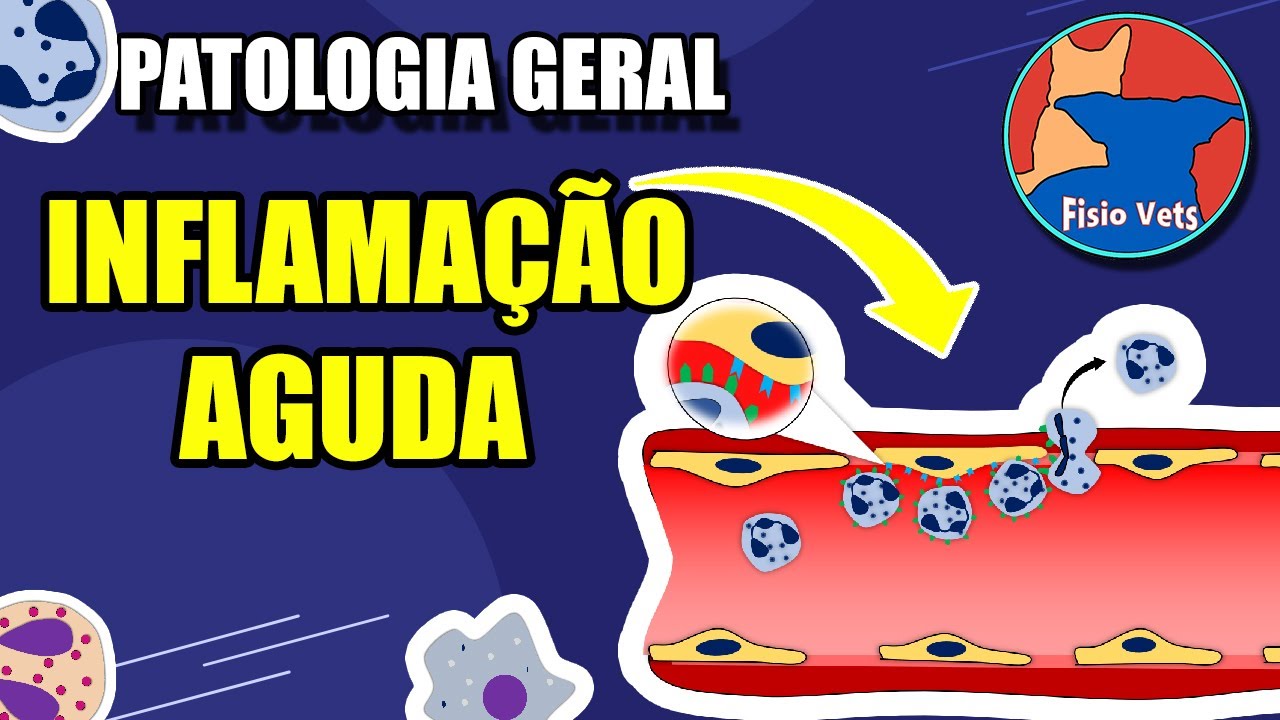 Inflamação aguda - fenômenos vasculares e celulares - Patologia Veterinária