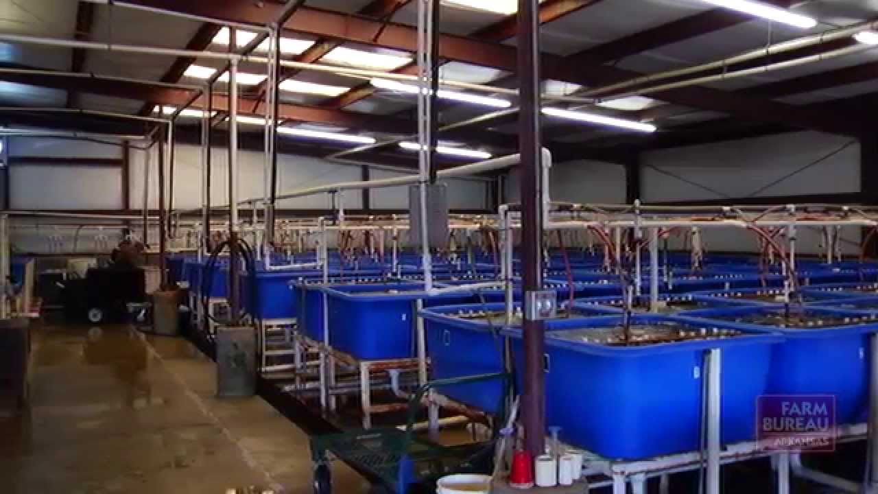 World's Largest Fish Hatchery
